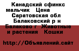 Канадский сфинкс мальчик › Цена ­ 2 000 - Саратовская обл., Балаковский р-н, Балаково г. Животные и растения » Кошки   